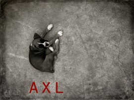 AxL